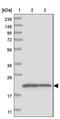 Chloride Nucleotide-Sensitive Channel 1A antibody, NBP2-33964, Novus Biologicals, Western Blot image 