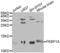 FKBP Prolyl Isomerase 1A antibody, abx001462, Abbexa, Western Blot image 