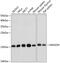 Mago Homolog, Exon Junction Complex Subunit antibody, 19-984, ProSci, Western Blot image 