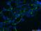 Solute Carrier Family 9 Member A8 antibody, 18318-1-AP, Proteintech Group, Immunofluorescence image 