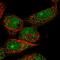 TOX High Mobility Group Box Family Member 4 antibody, HPA027551, Atlas Antibodies, Immunofluorescence image 