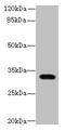 Limb And CNS Expressed 1 antibody, CSB-PA822702LA01HU, Cusabio, Western Blot image 