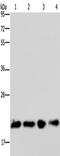 HRas Proto-Oncogene, GTPase antibody, TA350625, Origene, Western Blot image 