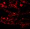 Coiled-Coil Domain Containing 69 antibody, NBP1-77145, Novus Biologicals, Immunocytochemistry image 