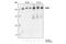 Eukaryotic Translation Initiation Factor 2 Alpha Kinase 4 antibody, 3302S, Cell Signaling Technology, Western Blot image 