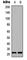 Mitochondrial Ribosomal Protein L35 antibody, abx121911, Abbexa, Western Blot image 