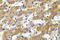 Cytochrome P450 2C8 antibody, LS-C176856, Lifespan Biosciences, Immunohistochemistry frozen image 