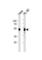 VRK Serine/Threonine Kinase 1 antibody, abx034922, Abbexa, Western Blot image 