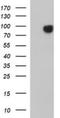 Junctophilin 2 antibody, NBP2-45469, Novus Biologicals, Western Blot image 