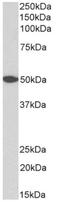 G Protein-Coupled Receptor 39 antibody, AP33505PU-N, Origene, Western Blot image 