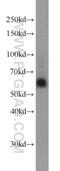 Siah E3 Ubiquitin Protein Ligase 1 antibody, 13886-1-AP, Proteintech Group, Western Blot image 