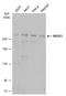 Mediator Complex Subunit 13 antibody, GTX129674, GeneTex, Western Blot image 