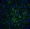 Immunity Related GTPase M antibody, NBP1-76377, Novus Biologicals, Immunofluorescence image 
