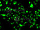 Dual specificity protein kinase CLK1 antibody, A6887, ABclonal Technology, Immunofluorescence image 