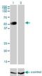 GATA Binding Protein 2 antibody, H00002624-M01, Novus Biologicals, Western Blot image 