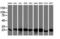 VHL Binding Protein 1 antibody, LS-C174041, Lifespan Biosciences, Western Blot image 