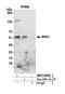 Inositol Hexakisphosphate Kinase 1 antibody, NBP2-59105, Novus Biologicals, Western Blot image 