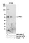 IPK6 antibody, NBP2-59105, Novus Biologicals, Western Blot image 