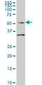 Septin 10 antibody, MA5-23101, Invitrogen Antibodies, Western Blot image 