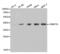 DNA Methyltransferase 3 Like antibody, abx001899, Abbexa, Western Blot image 