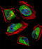 CCR4-NOT Transcription Complex Subunit 8 antibody, LS-C99242, Lifespan Biosciences, Immunofluorescence image 