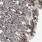 General Transcription Factor IIF Subunit 2 antibody, NBP1-89922, Novus Biologicals, Immunohistochemistry frozen image 