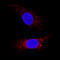 LDL Receptor Related Protein 1 antibody, AF2368, R&D Systems, Immunofluorescence image 