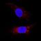 LDL Receptor Related Protein 1 antibody, AF2368, R&D Systems, Immunofluorescence image 