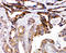 DCC Netrin 1 Receptor antibody, LS-C313044, Lifespan Biosciences, Immunohistochemistry paraffin image 