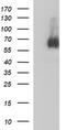 Mucosal Vascular Addressin Cell Adhesion Molecule 1 antibody, LS-C788389, Lifespan Biosciences, Western Blot image 