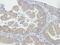 mDAPP1 antibody, PA5-28575, Invitrogen Antibodies, Immunohistochemistry frozen image 