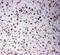 SMAD Family Member 4 antibody, PA5-80038, Invitrogen Antibodies, Immunohistochemistry frozen image 