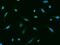 Cementum Protein 1 antibody, 206886-T02, Sino Biological, Immunohistochemistry frozen image 