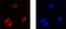 MAF BZIP Transcription Factor F antibody, PA5-47552, Invitrogen Antibodies, Immunocytochemistry image 