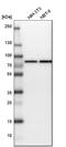 Heat Shock Protein Family A (Hsp70) Member 9 antibody, HPA000898, Atlas Antibodies, Western Blot image 