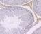 Chromobox 3 antibody, A01142-2, Boster Biological Technology, Immunohistochemistry frozen image 