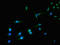 Aurora Kinase C antibody, orb400788, Biorbyt, Immunofluorescence image 