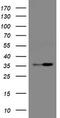 Replication Factor C Subunit 2 antibody, TA505002BM, Origene, Western Blot image 