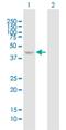 5 -AMP-activated protein kinase subunit gamma-2 antibody, H00051422-B01P, Novus Biologicals, Western Blot image 