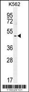 T-Box 6 antibody, 56-140, ProSci, Western Blot image 