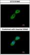 Tubulin-folding cofactor B antibody, GTX101940, GeneTex, Immunofluorescence image 