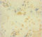 Growth Arrest And DNA Damage Inducible Beta antibody, LS-C395773, Lifespan Biosciences, Immunohistochemistry paraffin image 