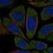 CCR4-NOT Transcription Complex Subunit 1 antibody, NBP2-31892, Novus Biologicals, Immunofluorescence image 