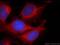 Protein Kinase CGMP-Dependent 2 antibody, 55138-1-AP, Proteintech Group, Immunofluorescence image 