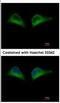 Proteasome 26S Subunit, Non-ATPase 7 antibody, NBP2-19988, Novus Biologicals, Immunocytochemistry image 