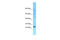 Stress-associated endoplasmic reticulum protein 1 antibody, ARP64991_P050, Aviva Systems Biology, Western Blot image 