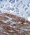 Actin Alpha 1, Skeletal Muscle antibody, abx025341, Abbexa, Flow Cytometry image 