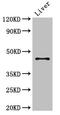 Rh Blood Group D Antigen antibody, CSB-PA019677LA01HU, Cusabio, Western Blot image 