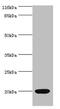 Neurotensin antibody, CSB-PA016136HA01HU, Cusabio, Western Blot image 