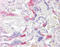 Pleckstrin Homology Like Domain Family A Member 2 antibody, MBS420929, MyBioSource, Immunohistochemistry frozen image 